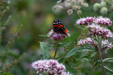 Fototapeta na wymiar Black and orange butterfly