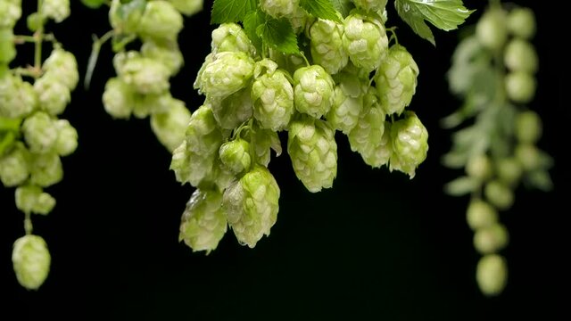 Drops of water falling from hops or humulus. Black background. Slow motion.