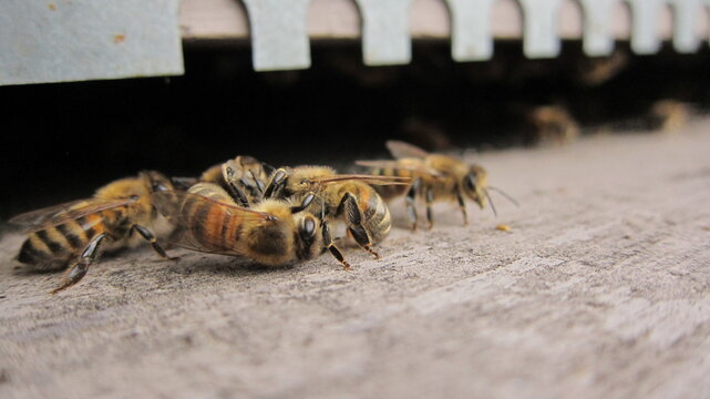 Combat d'abeilles &agrave; l'entr&eacute;e de la ruche