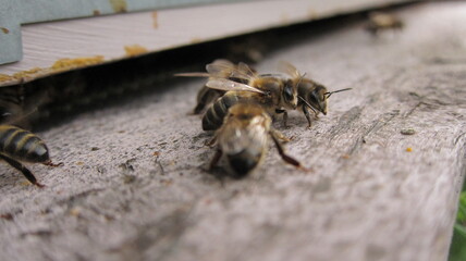 Abeilles noires à l'entrée de ruche