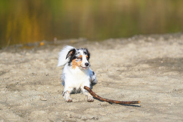 Australian Shepherd am See