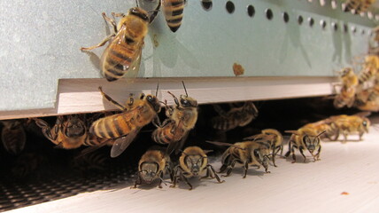 Activité de la ruche: gardiennes, butineuses prêtes au décollage
