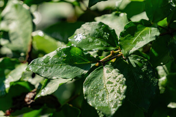 Close up shot of some green leaves with ater drops