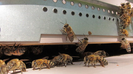 Activité de la ruche: gardiennes, butineuses prêtes au décollage