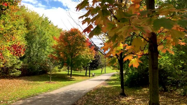 Fall colors in a wooded park on a bright sunny day in autumn