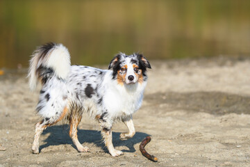 Australian Shepherd am See