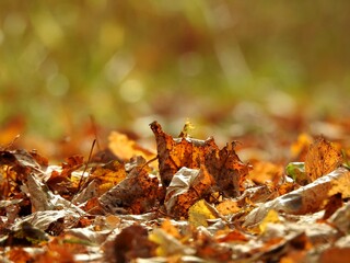 Beautiful landscape of autumn leaves in nature close up