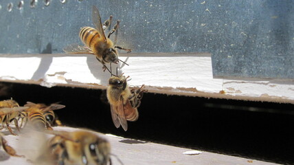 Abeille gardienne en action à l'entrée de la ruche