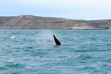 Fototapeta premium Whale watching from Valdes Peninsula,Argentina. Wildlife