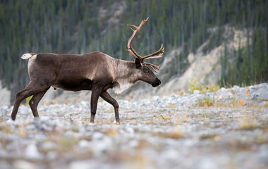 Mountain caribou © Jillian