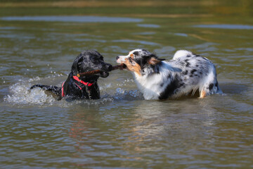 Australian Shepherd und Labrador spielen am See