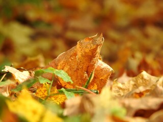 Beautiful landscape of autumn leaves in nature close up