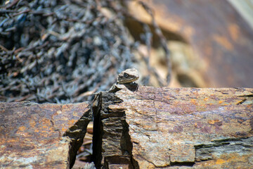 close up of a himalyan lizard sitting on stone.