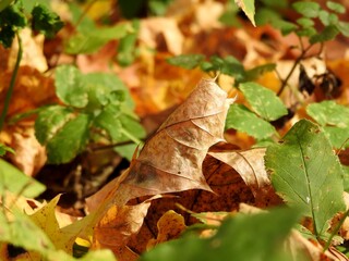 Beautiful landscape of autumn leaves in nature close up