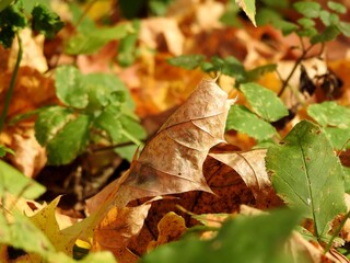 Beautiful landscape of autumn leaves in nature close up
