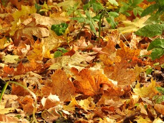 Beautiful landscape of autumn leaves in nature close up