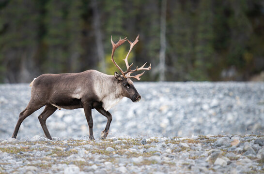 Mountain caribou