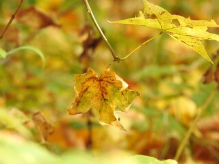 Beautiful landscape of autumn leaves in nature close up