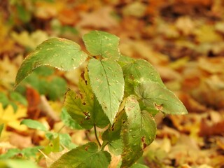 Beautiful landscape of autumn leaves in nature close up