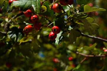 Red fruit of the hawthorn close-up. Crataegus, commonly called hawthorn, quickthorn, thornapple, May-tree, whitethorn, hawberry.