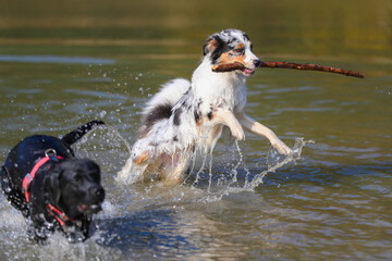 Australian Shepherd und Labrador spielen am See