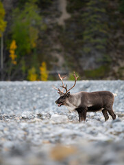 Mountain caribou