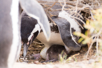 Magellanic penguin incubating egg. Punta Tombo penguin colony, Patagonia