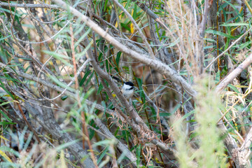An Adult Black-capped Chickadee (Poecile atricapillus) Perched in Dense Vegetation