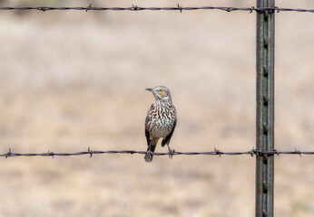 An Adult Sage Thrasher (Oreoscoptes montanus) Perched on Barbed Wire on the Pawnee National Grasslands in Colorado