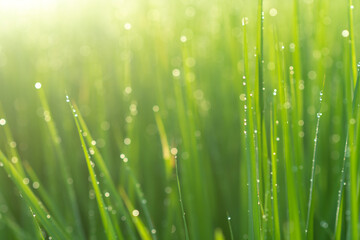 Background of green fresh grass in the sunlight. Morning greenery of nature.