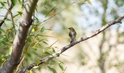 An Adult Yellow-rumped Warbler Audubon's Subspecies (Setophaga auduboni auduboni) Perched on a Tree Limb During Migration in Colorado