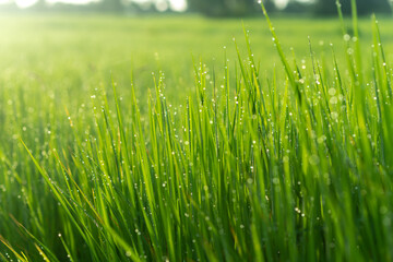 Green grass background Beautiful young grass in the sunlight Summer or spring Copy space banner
