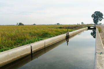 Water channel next to rice fields