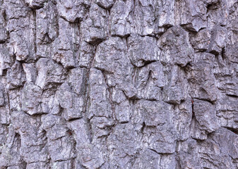 Abstract texture background of oak bark