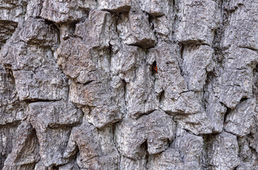 Abstract texture background of oak bark