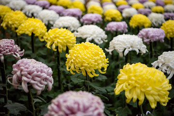 菊