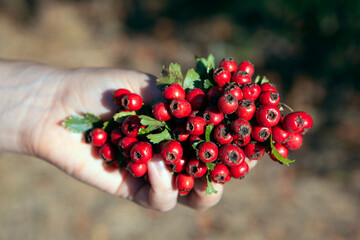 Bunch of hawthorn berries in the hand  . Crataegus red berries