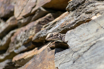 close up of a himalyan lizard sitting on stone.