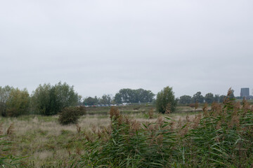 Tree standing in Dutch polder landscape