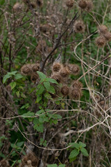 Arctium lappa on dark blur background