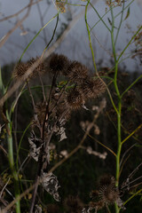 Arctium lappa on dark blur background