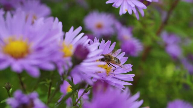 Many purple asters Symphyotrichum or New England aster swaying in low breeze, large fly on flower. Selective focus. Close-up.