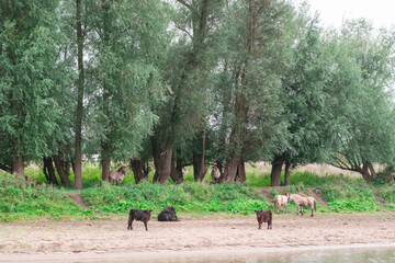 Fototapeta na wymiar Animals on Dutch polder landscape