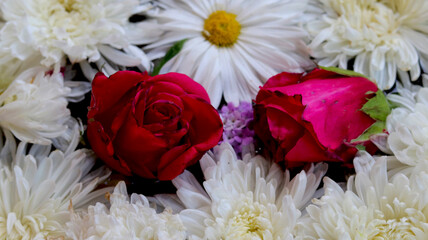 Red rose with white flower background