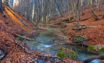 small river rushing over autumn mountain canyon covered a dry leaves