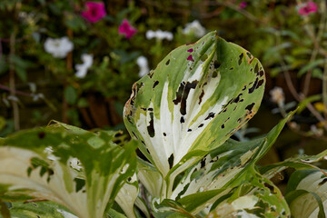 Autumn sun picks out the devastated Hosta leaf as young snails do their worst in the moorland...