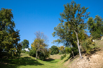Obraz premium A large tree on a slope in summer. Bottom view from the ground.