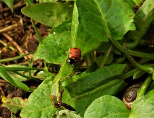 insect, ladybug, ladybird, leaf, nature, green, beetle, macro, bug, red, grass, spring, plant, leaves, summer, garden, animal, close-up, lady, insects, black, small, bugs, ecologycats, adorable
