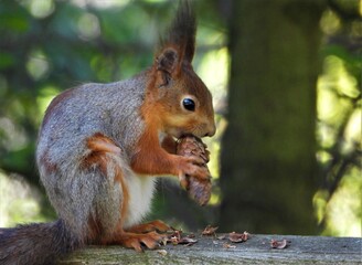 squirrel, animal, rodent, mammal, tree, nature, wildlife, cute, fur, tail, wild, red, eating, forest, nut, park, branch, brown, grey, fluffy, animals, furry, eat, small, green