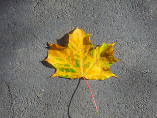 Top view of a lone yellow maple leaf lying on the surface of the asphalt. Autumn leaf fall. Natural natural background. Copy space.